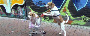 shopping dogs