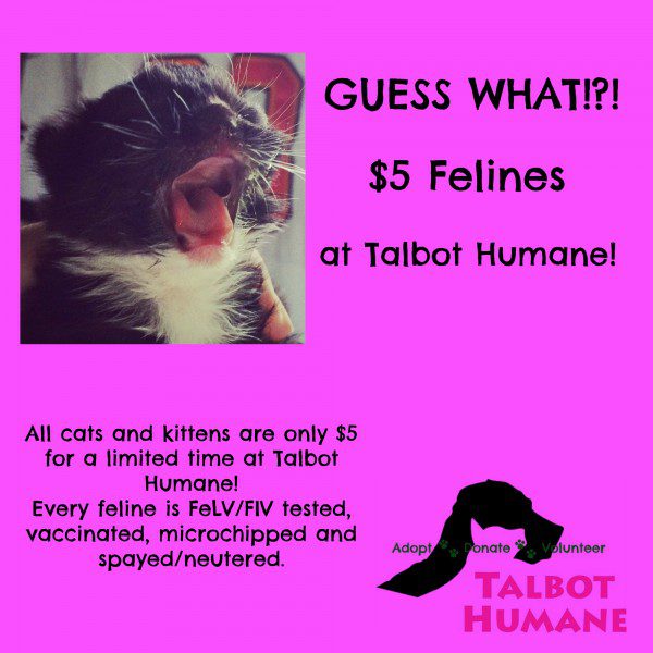 5 dollar felines at Talbot Humane