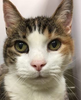 Diamond is one of the hundreds of deserving cats that enter our care at Talbot Humane each year.